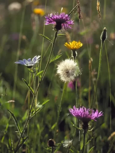 Britain’s Native Plant Medicines