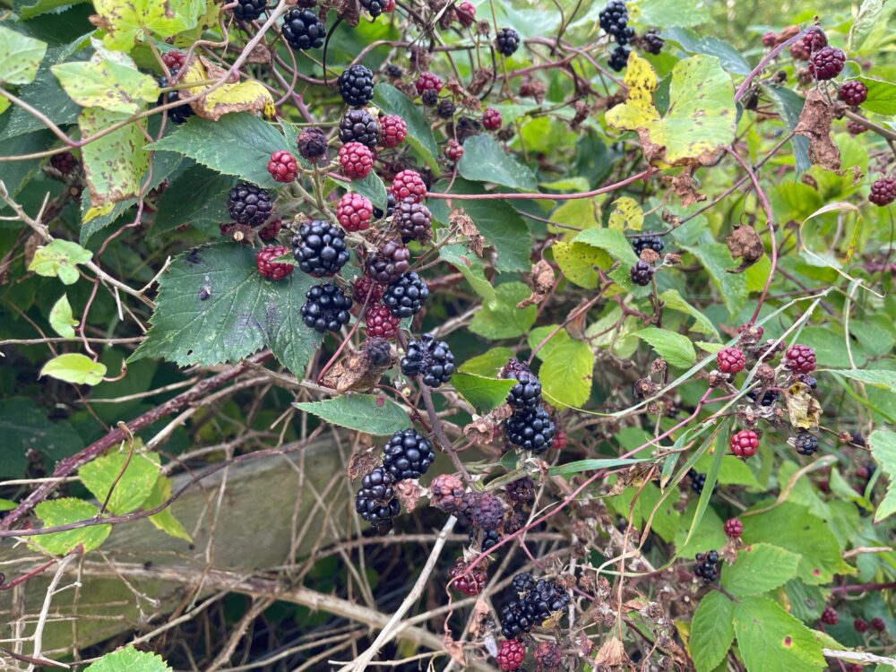 A crop of red and black blackberries growing outdoors in a British hedgerow in East Yorkshire, UK