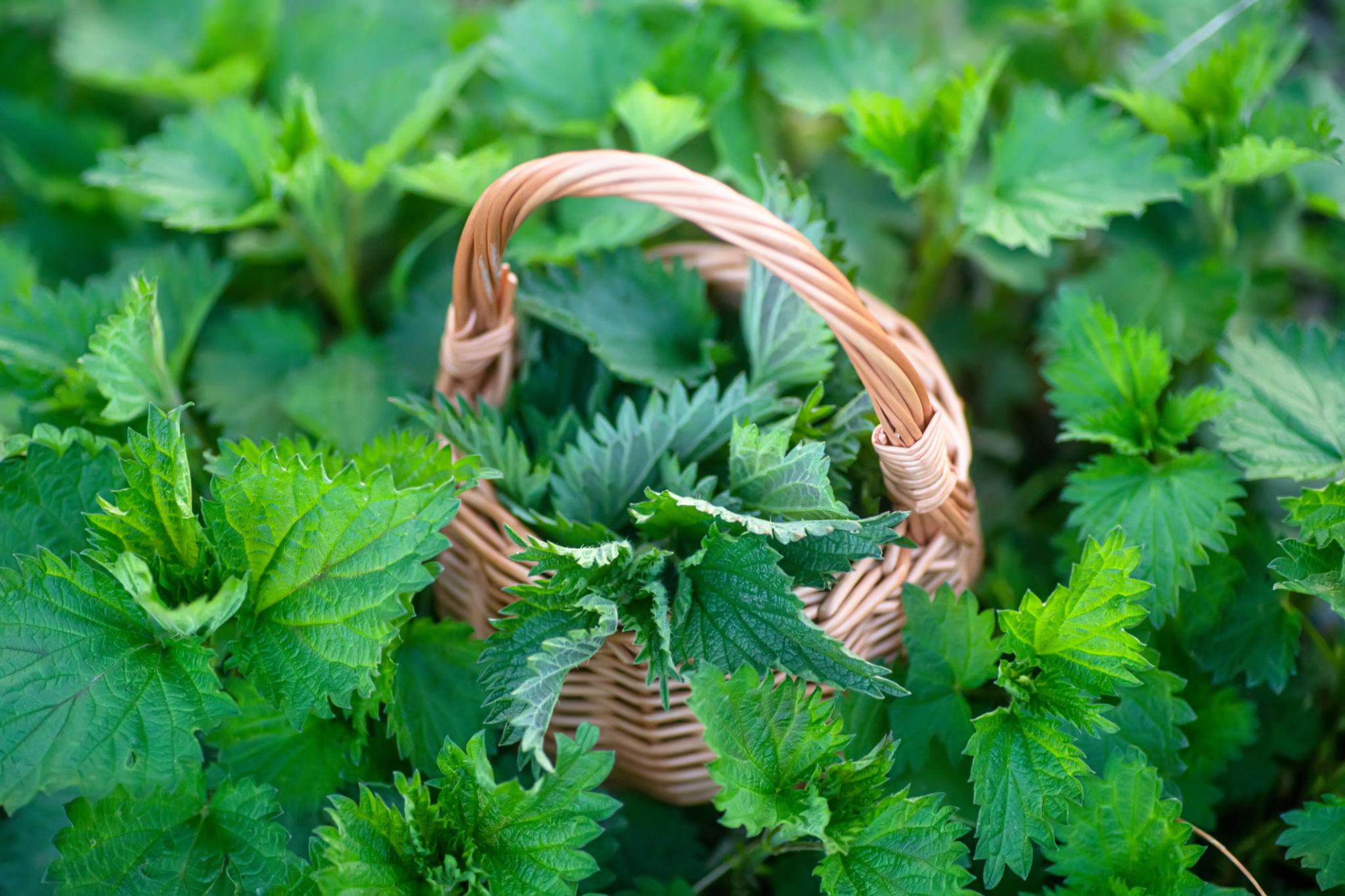 Fresh nettles among a nettle bush in the forest.
