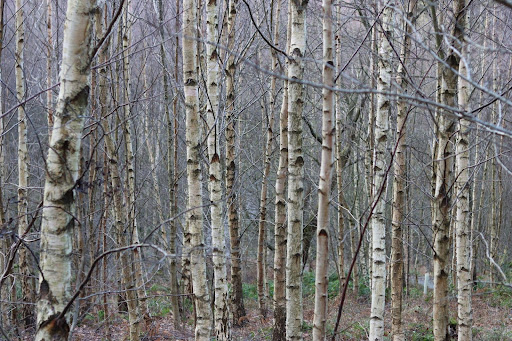 Silver Birch tree trunks in UK woodland.