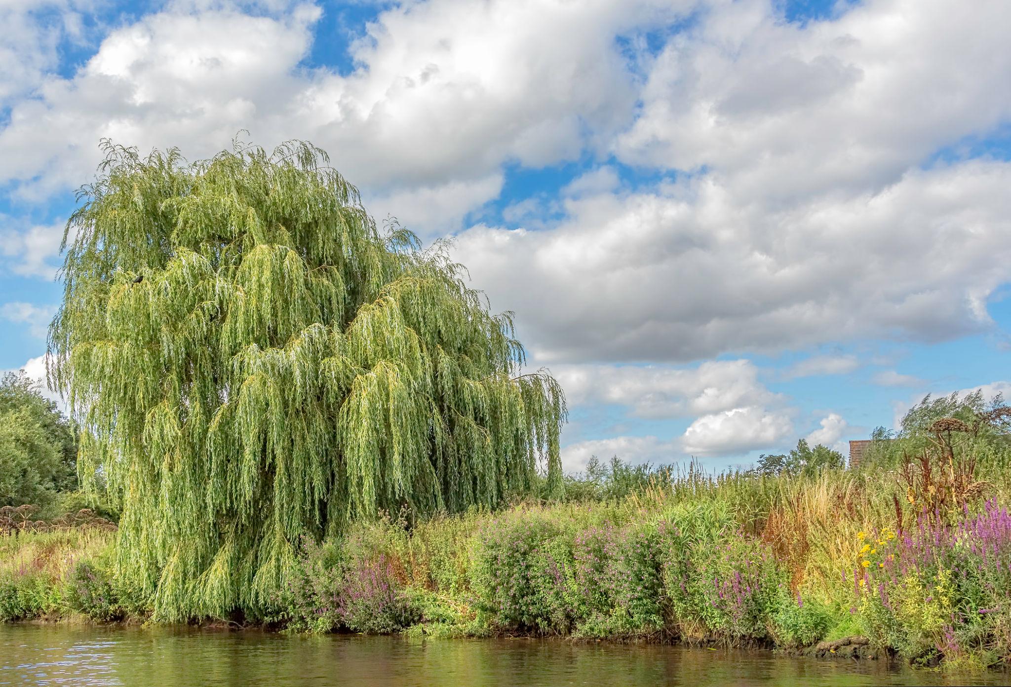 Weeping Willow tree on the bank of the river Avon, UK.